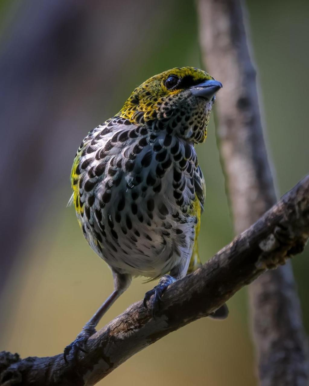 Talamanca Nature Reserve Rivas Екстер'єр фото