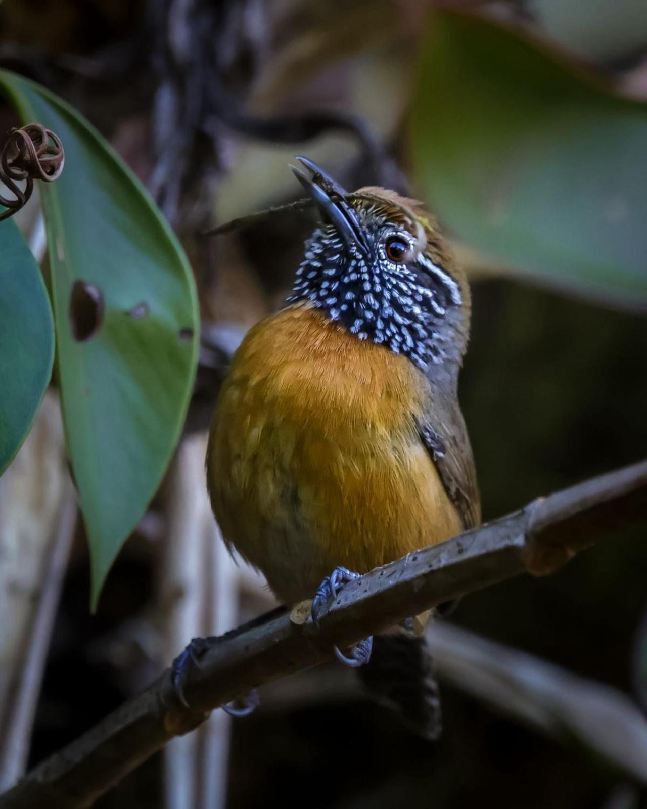 Talamanca Nature Reserve Rivas Екстер'єр фото