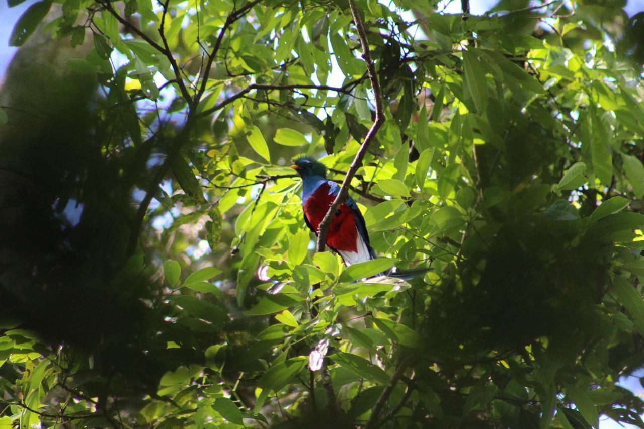Talamanca Nature Reserve Rivas Екстер'єр фото